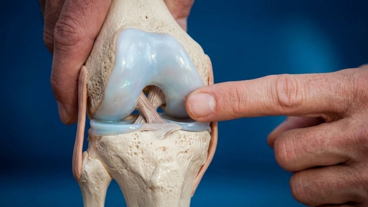The Science of Joint Health: Why Cartilage Breaks Down and How You Can Protect It