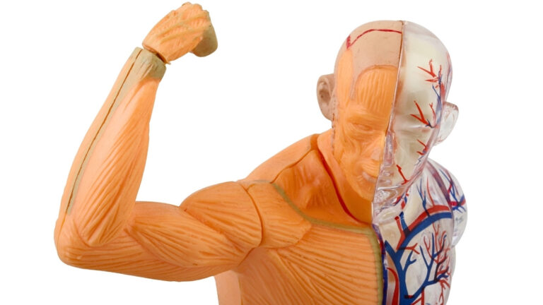 Warning: These 5 'Healthy' Habits Are Actually Destroying Your Muscles After 45