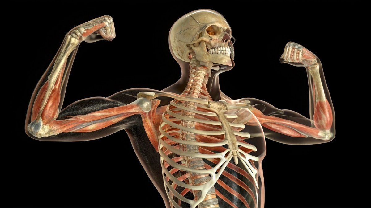 Osteoporosis is Not Inevitable: The 10-Minute Strength Workout That Builds Bone at Any Age