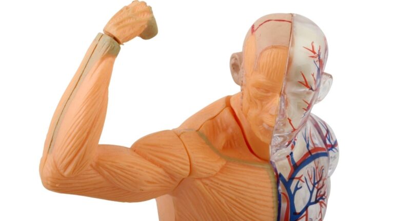 How to Build "Age-Proof" Muscle (Even If You've Never Lifted a Weight in Your Life)